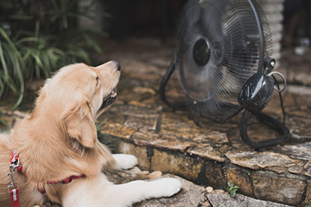 Cachorros sofrem com o calor! Cuidados e atenção! 37